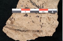 Foto (Detailansicht) von Sequoia hardtii Endl. (NHMW-GEO-2024-0188-8251)